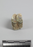 :WĤGeݾBleft upper second premolar of Equus sp.