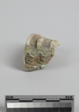 :WĤTݾBleft upper third molar of Equus sp.