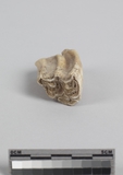 :kWĤTݾBright upper third molar of Equus sp.