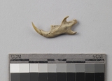 :UEBleft mandible of Rattus sp.