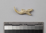 :UEBleft mandible of Rattus sp.