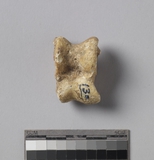 遺物:羊左距骨、left talus of Ovis/Capra sp.