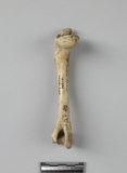 遺物:獐左肱骨、left humerus of Hydropotes inermis