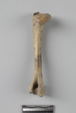 :аBleft humerus of Hydropotes inermis