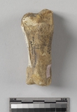 :GkBmiddle phalanx of Elaphurus davidianus