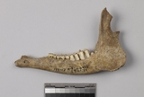 遺物:獐左下顎、left mandible of Hydropotes inermis