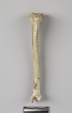 :HBleft tibia of Canis sp.