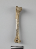 :аBleft humerus of Canis sp.