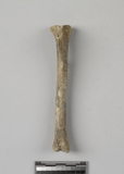 :kHBright tibia of Canis sp.