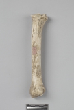 遺物:羊左橈骨、Ovis/capra left radius