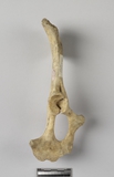 :ϥkbBright coxal bone of Ovis/Capra