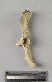 :ߥbBleft coxal bone of Lepus sp.