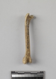 遺物:雞形目鳥類右股骨、right femur of Galliform bird