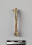 :ΥسѰBleft femur of Galliform bird