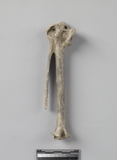 遺物:鳥類左腕掌骨、avian left carpometacarpus