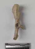 遺物:兔右髖骨、right coxal bone of Lepus sp.