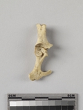 :ߥkbBright coxal bone of Lepus sp.