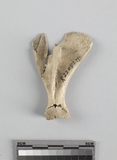 :ޥӭKBleft scapula of Sus sp.