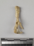 :kbBright coxal bone of Rattus sp.