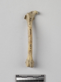 遺物:兔右股骨、right femur of Lepus sp.
