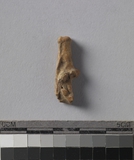 遺物:兔左跟骨、left calcaneus of Lepus sp.