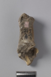 遺物:黃牛左跟骨、left calcaneus of Bos taurus