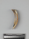遺物:囓齒類左下門齒、lower incisor of Rodentia sp.