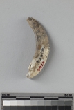 遺物:馬左下犬齒、Left lower canis of Equus. sp.