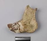 :UEBleft mandible of Cervus nippon