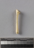 :ߥĤBleft fifth metatarsal of Lepus sp.