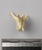 遺物:兔腰椎、lumbar vertebra of Lepus sp,