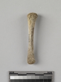 遺物:獸脛骨、Tibia of mammal