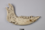 :kUEBright mandible of Bubalus sp.