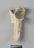 遺物:馬右髖骨、coxal bone of Equus sp.