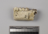 遺物:豬左下顎、left mandible of Sus sp.