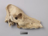 :YBmodified skull of Sus sp.