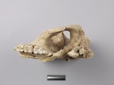 遺物:豬頭骨、modified skull of Sus sp.