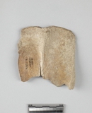 遺物:豬右肩胛骨破片、fragment of right scapular of Sus. sp