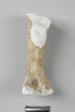 :аBleft humerus of Bos sp.