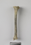 遺物:犬左脛骨、left tibia of Canis sp.