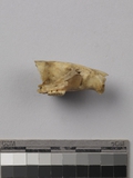 遺物:鼠頭骨、skull of Rattus sp.