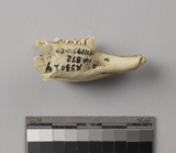 遺物:兔左下顎、left mandible of Lepus sp.
