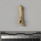 :bBleft coxal bone Rattus sp.