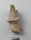 :[uGYBmodified skull fragment of a male Elaphurus davidianus