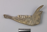 遺物:羊左下顎、left mandible of Ovis/Capra sp.