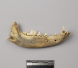 :ʪkUEBright mandible of Canis sp.