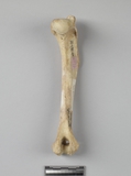 遺物:犬右肱骨、right humerus of Canis sp.