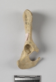 :kbBright coxal bone of Canis sp.