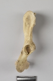 遺物:犬右髖骨、right coxal bone of Canis sp.
