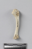 :n쳾аBleft humerus of a Phasanid bird